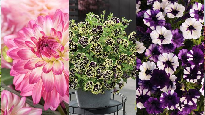 Les 5 compétiteurs du concours FleuroStar 2020 pour déterminer la plante au meilleur effet « Waouh ! ». ©Fleuroselect